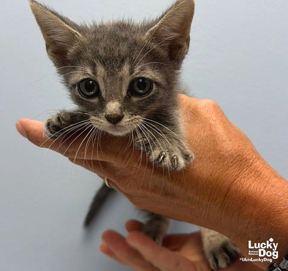 Augusta - Domestic Short Hair
