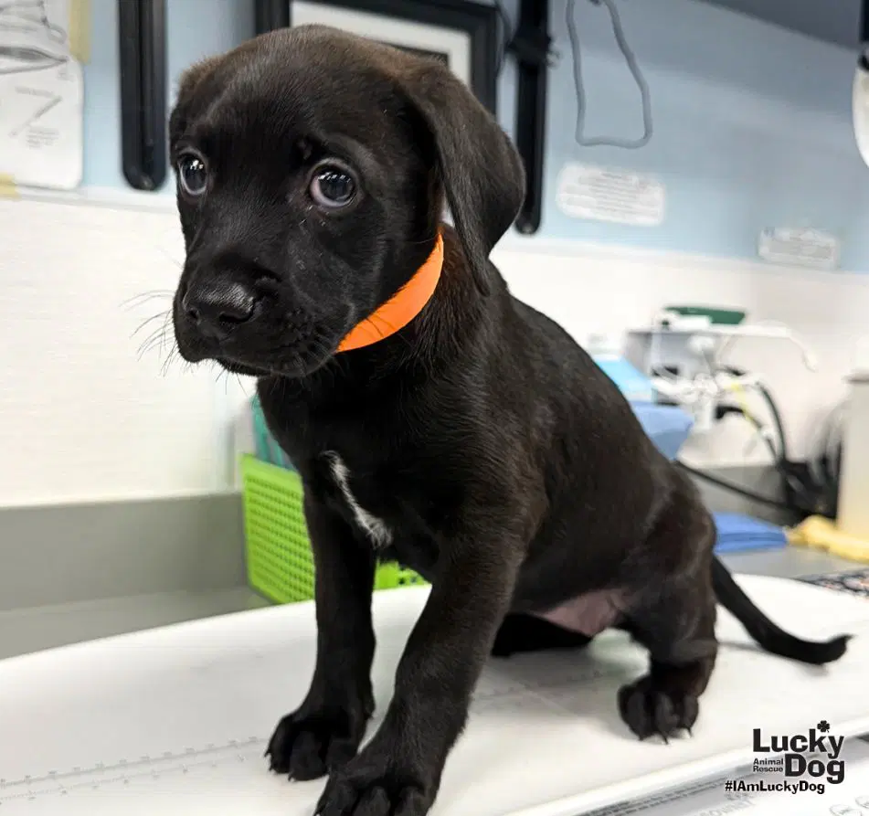 Kendra - Labrador Retriever