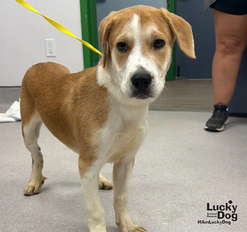 Lemon Bar - Labrador Retriever