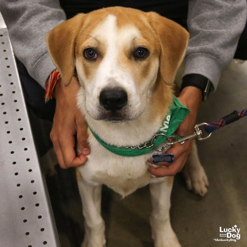 Lemon Bar, a dog for adoption from Lucky Dog Animal Rescue