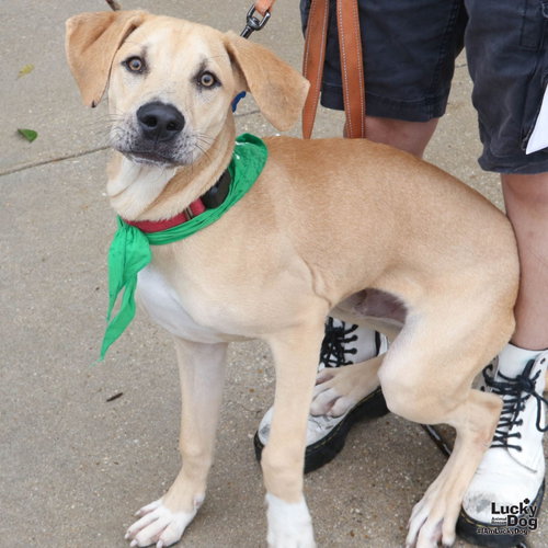 Sam, a dog for adoption from Lucky Dog Animal Rescue