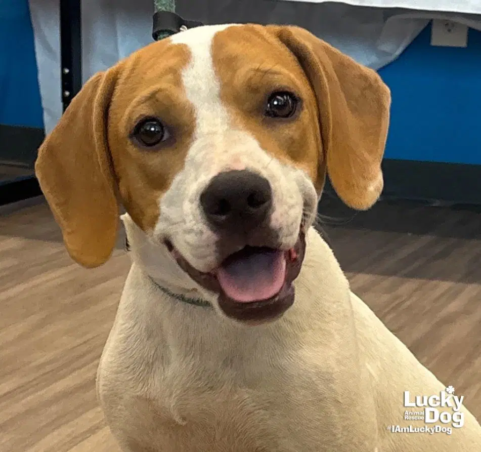 Blondie - Treeing Walker Coonhound