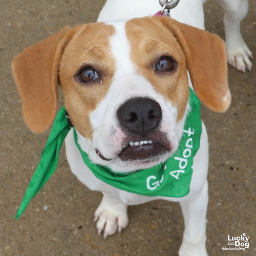 Blondie, a dog for adoption from Lucky Dog Animal Rescue