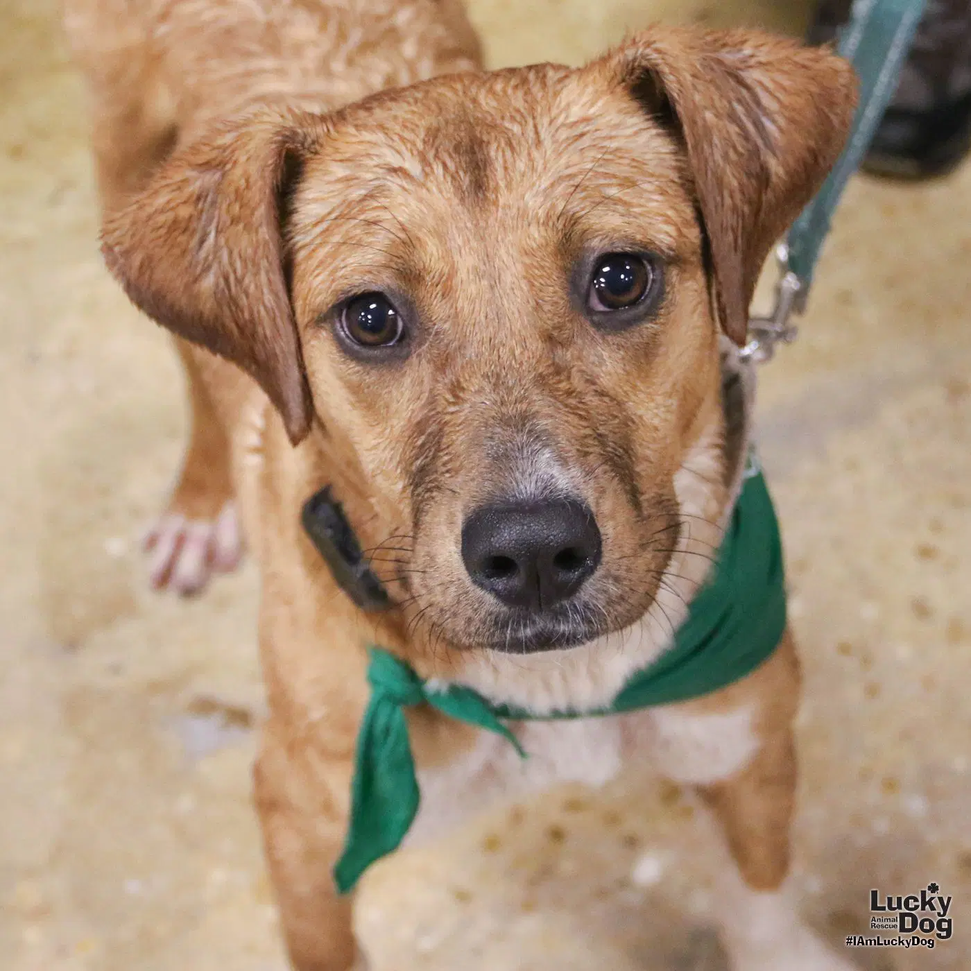 Tinker - Labrador Retriever
