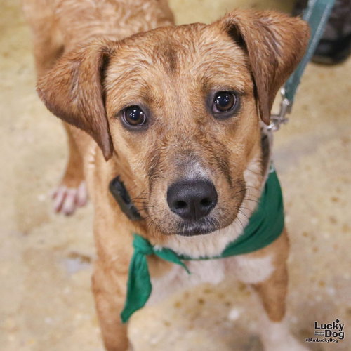 Tinker, a Labrador Retriever / Mixed (short coat) dog for adoption in Washington, DC, photo 1 of 3
