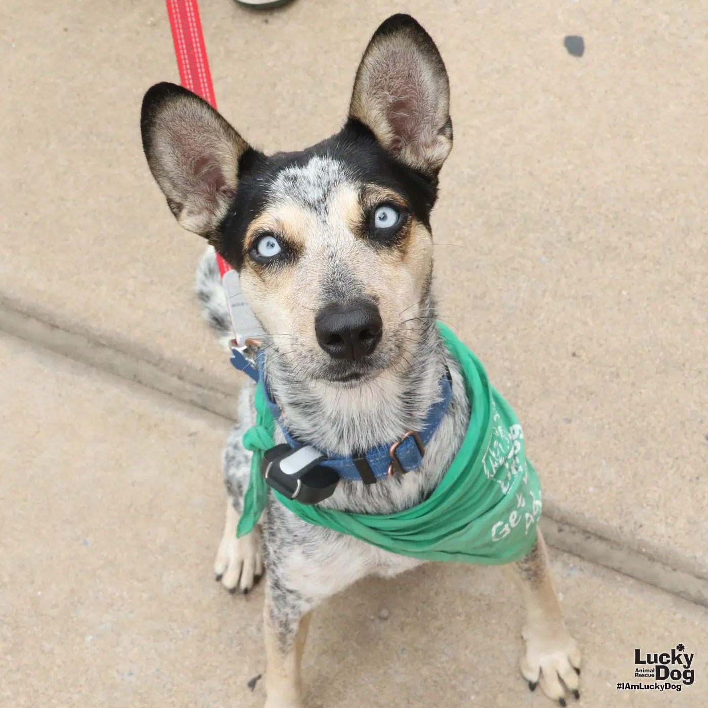 Marcella - Australian Cattle Dog/Blue Heeler