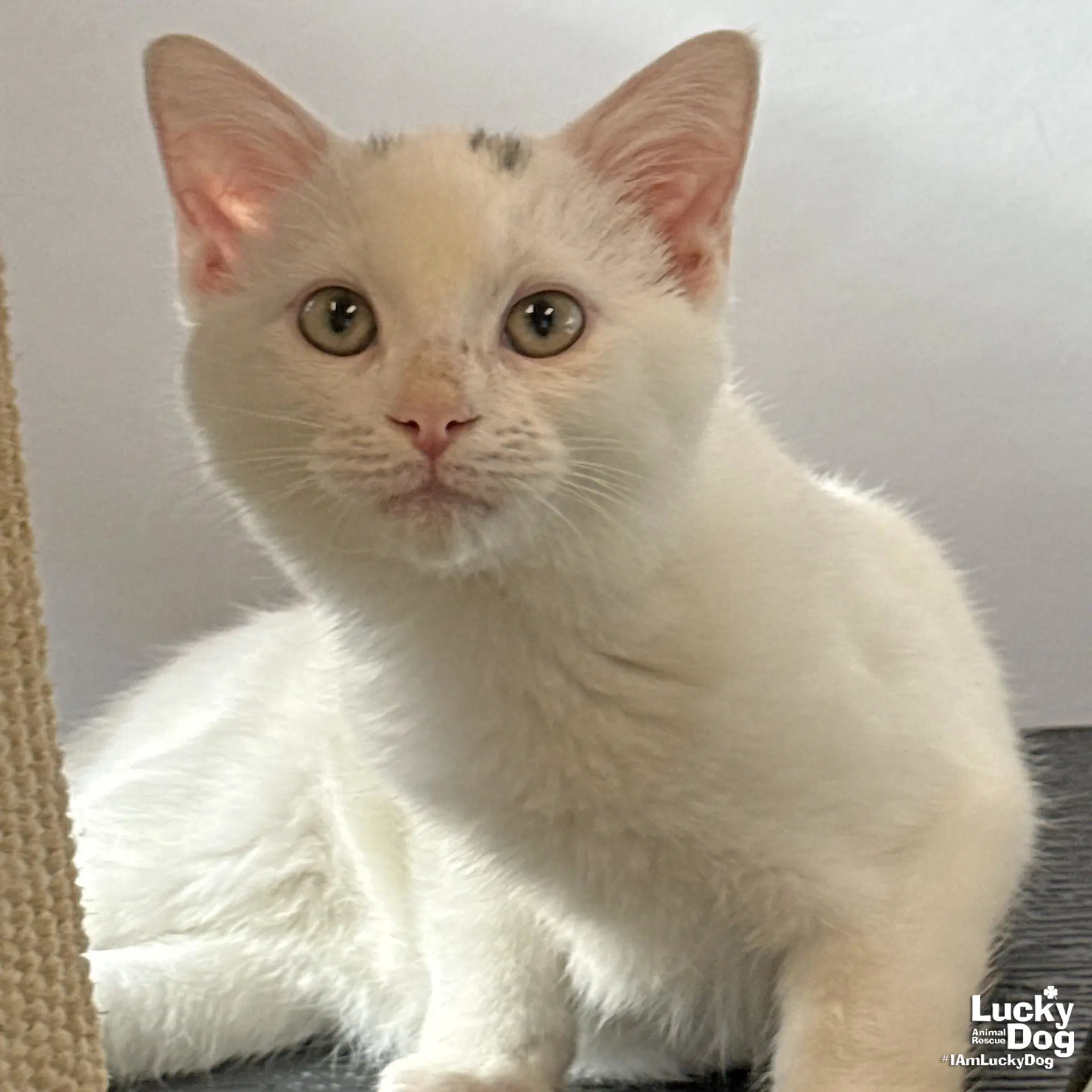 Hendrix - Domestic Short Hair