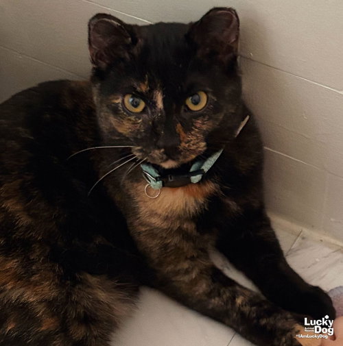 Dodger, a Domestic Short Hair / Mixed (short coat) cat for adoption in Washington, DC, photo 1 of 3