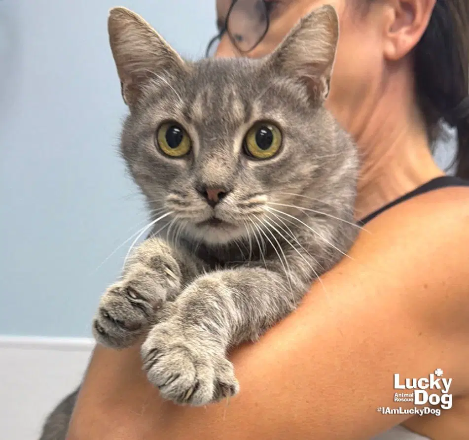 Earhart - Domestic Short Hair