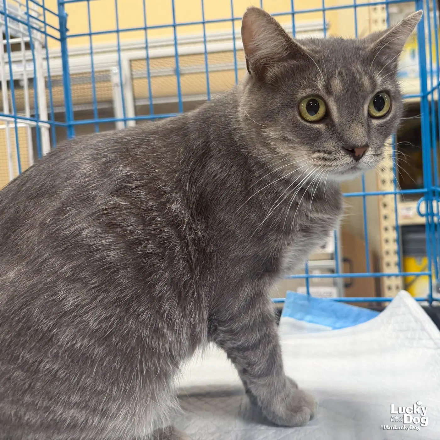 Earhart - Domestic Short Hair