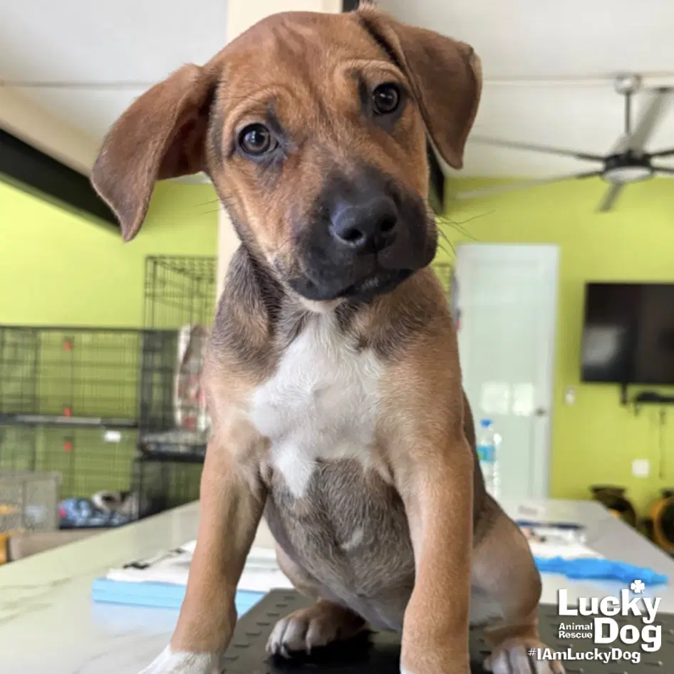 Afrodita - Australian Cattle Dog/Blue Heeler