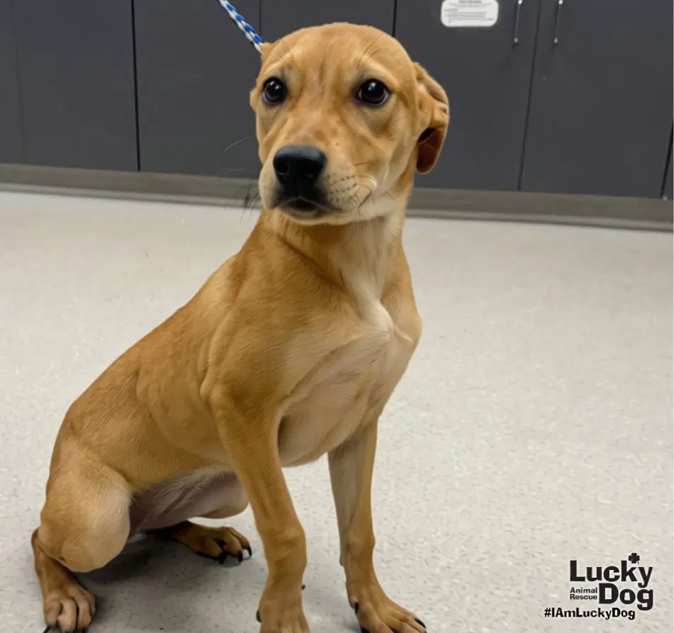 Miss Isabelle - Lab mix