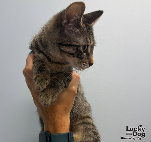 Photo 3 of Littlefoot