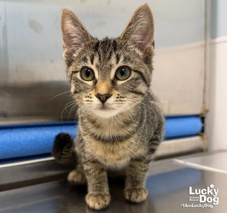 Littlefoot - Domestic Medium Hair
