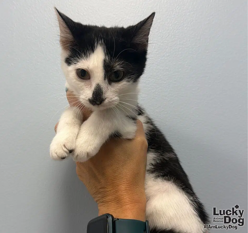 Lady May - Domestic Medium Hair