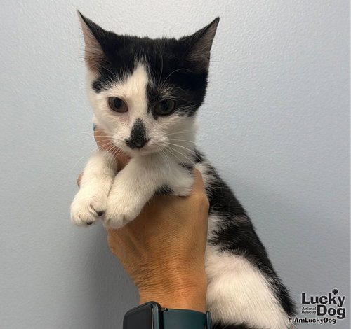 Lady May, a cat for adoption from Lucky Dog Animal Rescue