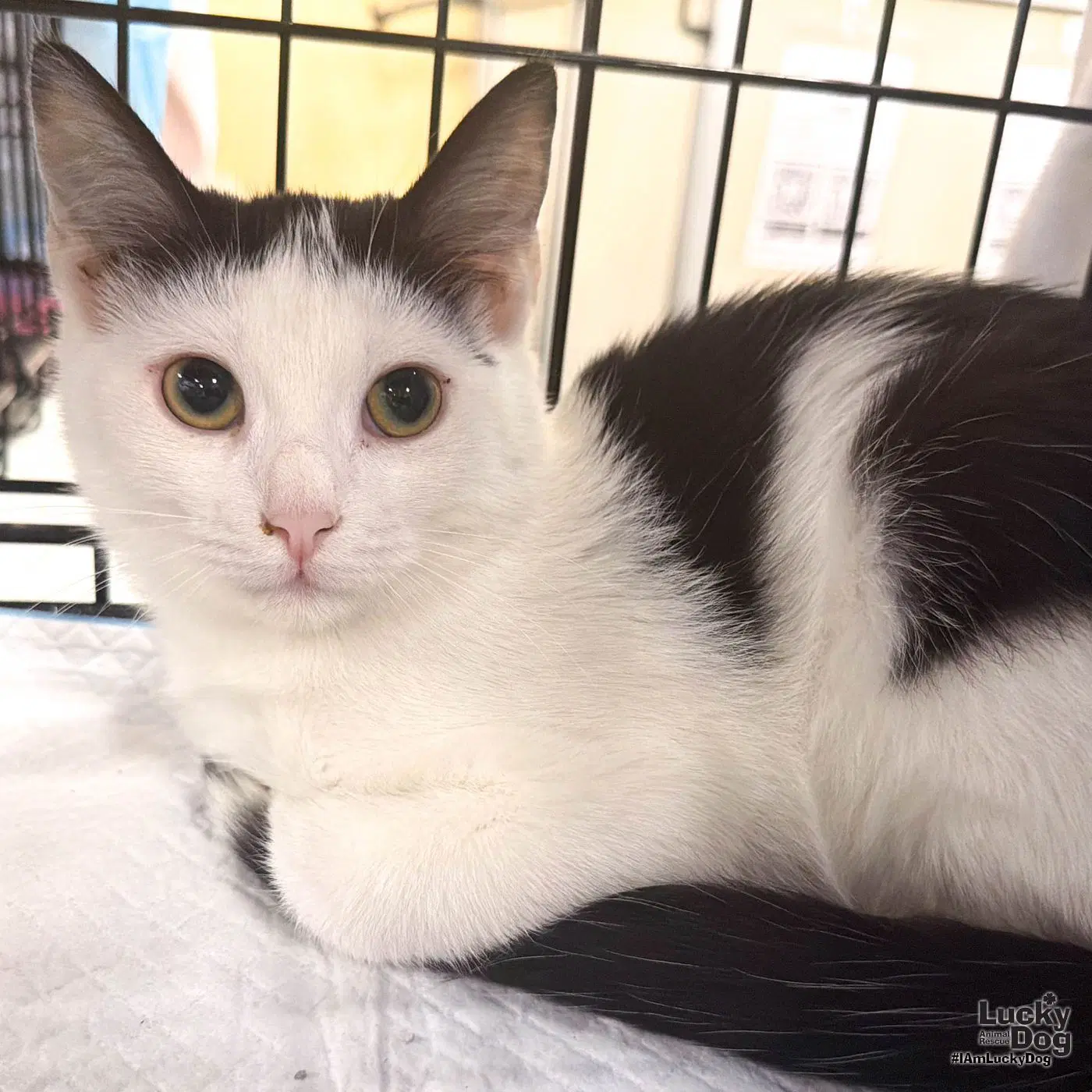 Marvin - Domestic Short Hair