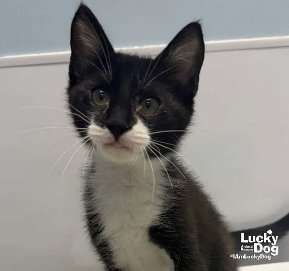 Sidney - Domestic Short Hair