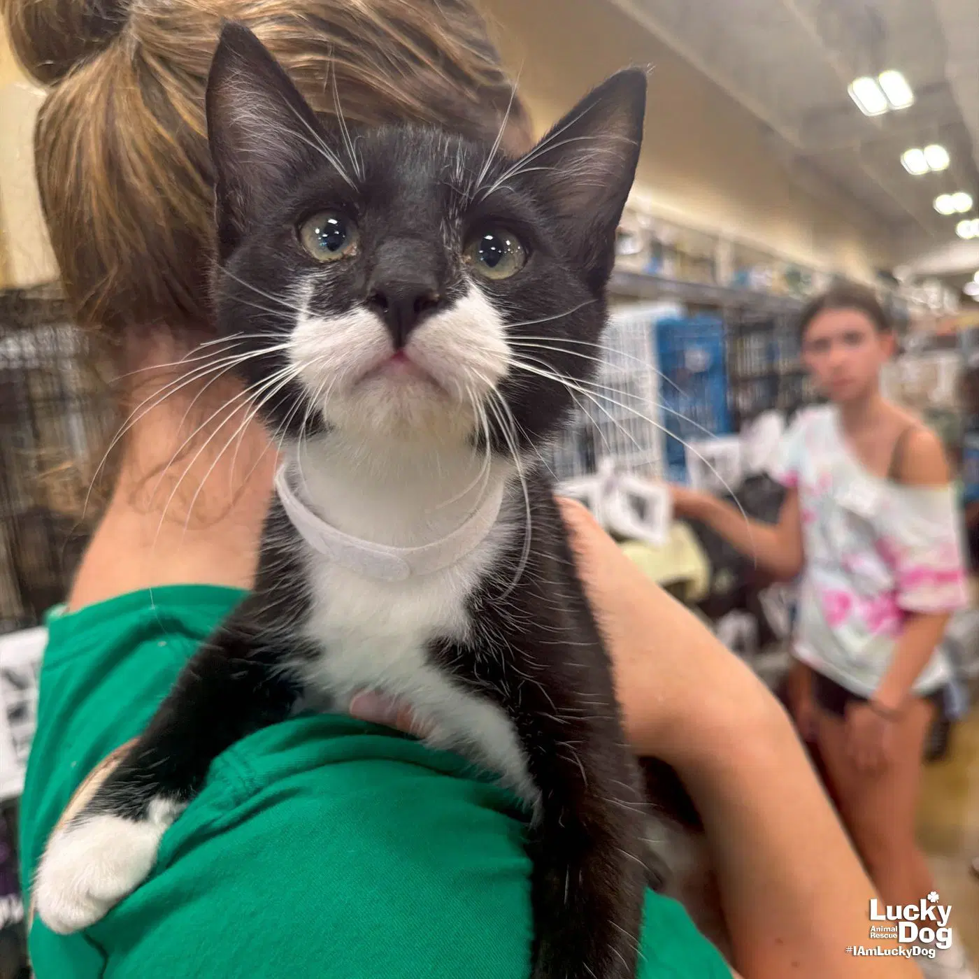 Sidney - Domestic Short Hair