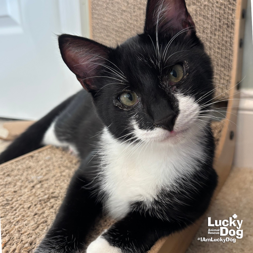 Sidney, Domestic Short Hair / Mixed (short coat)