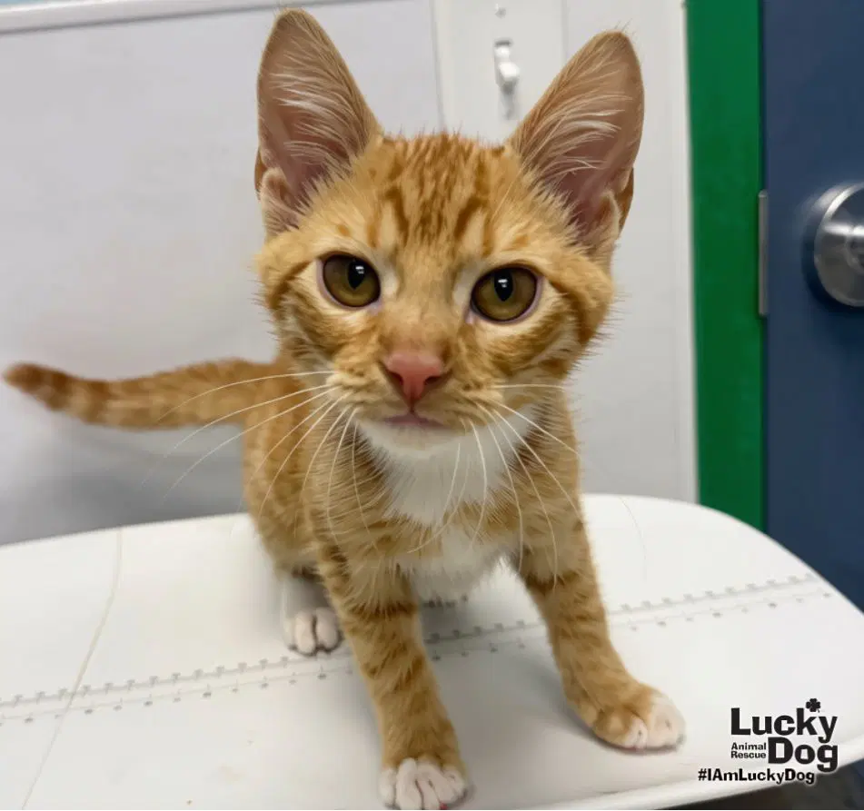 Riley - Domestic Short Hair