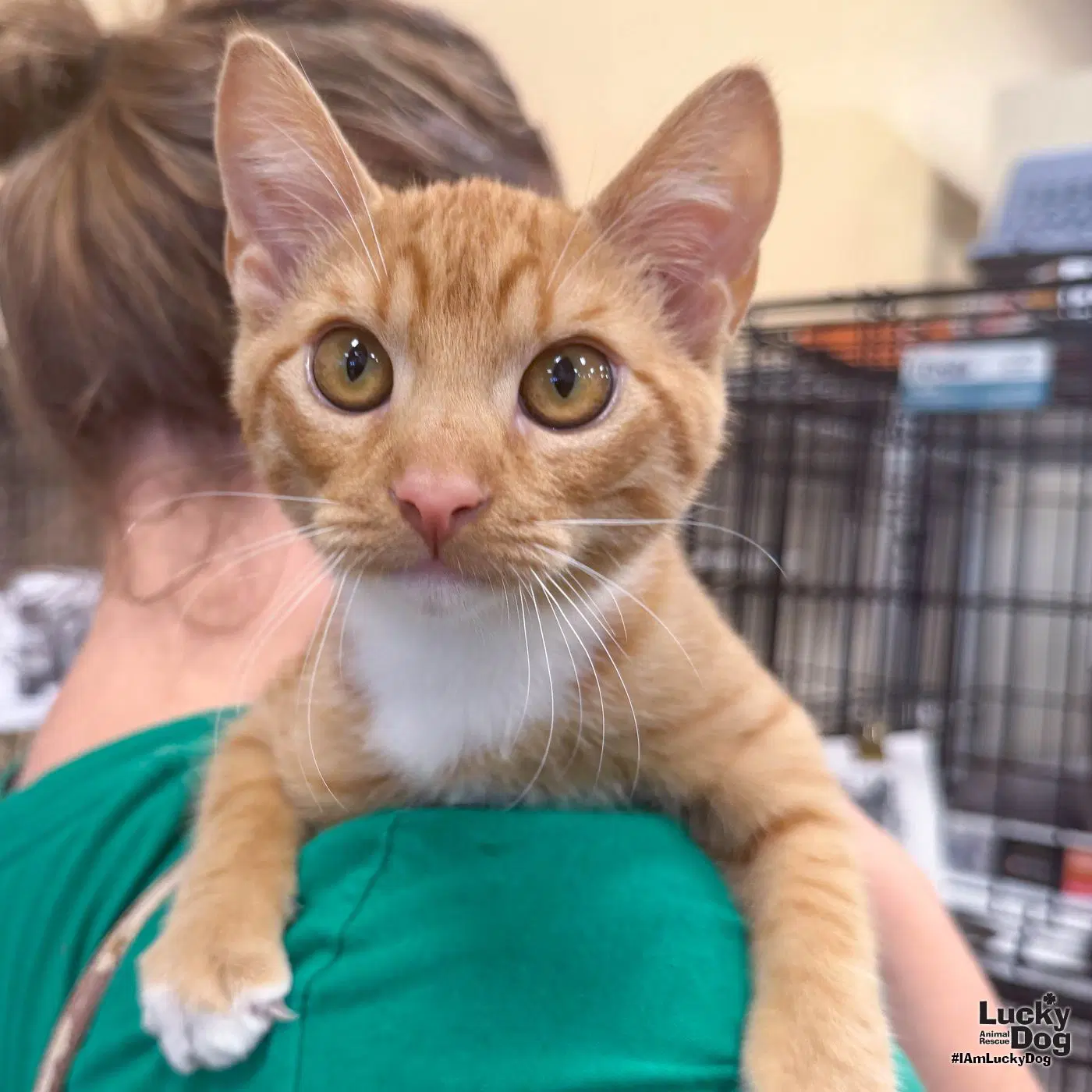 Riley - Domestic Short Hair