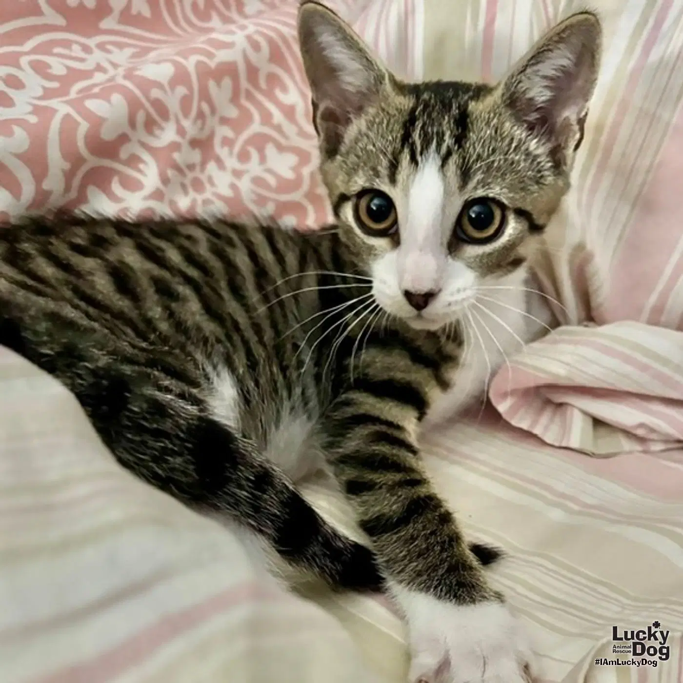 Ulysses - Domestic Short Hair