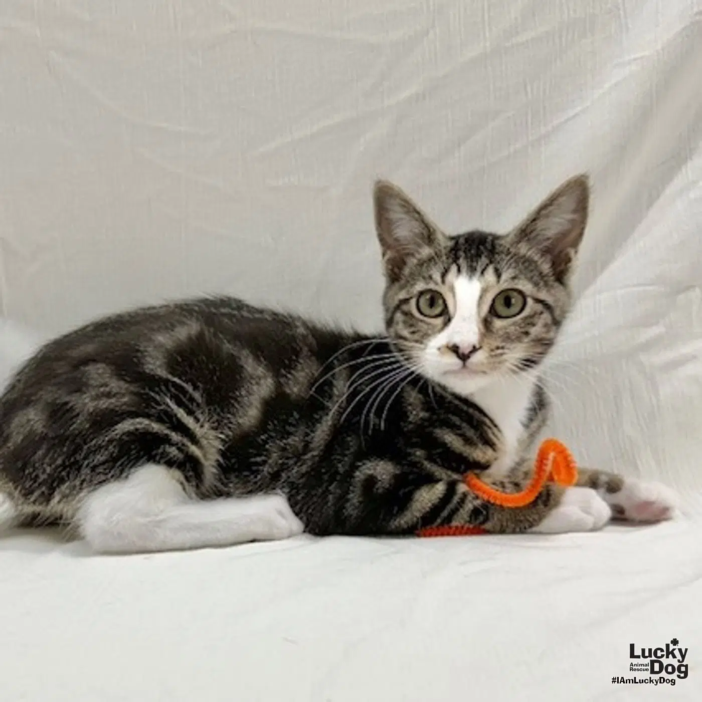Iowa - Domestic Short Hair