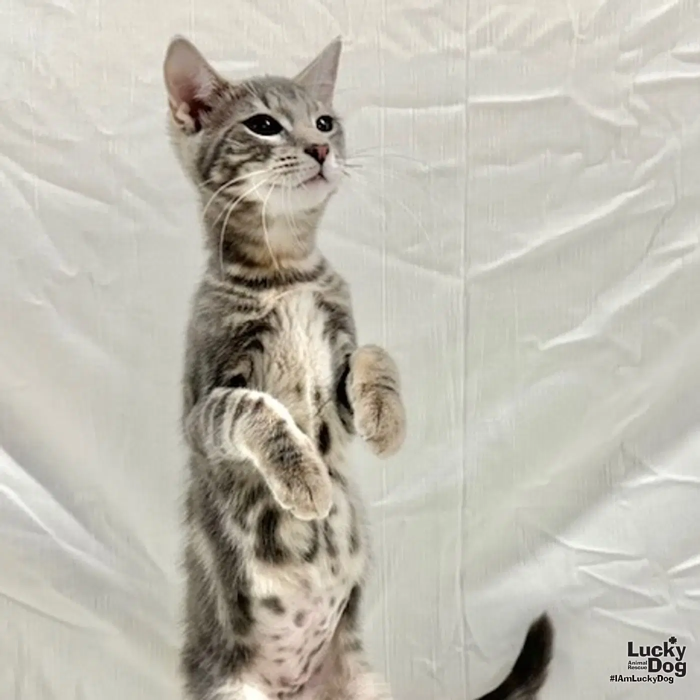 Ivory - Domestic Short Hair