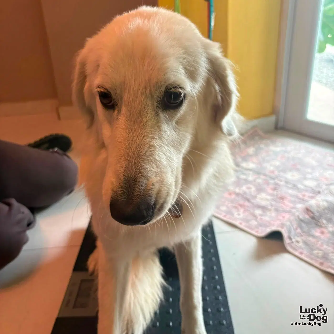 Perla - Great Pyrenees mix