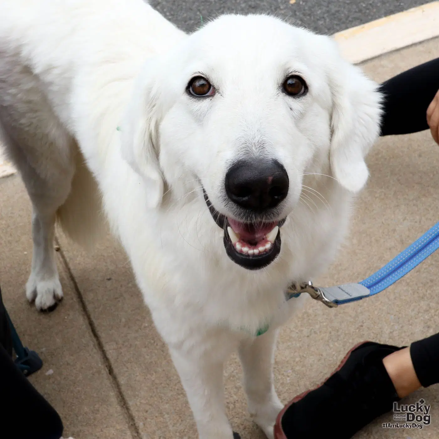 Perla - Great Pyrenees
