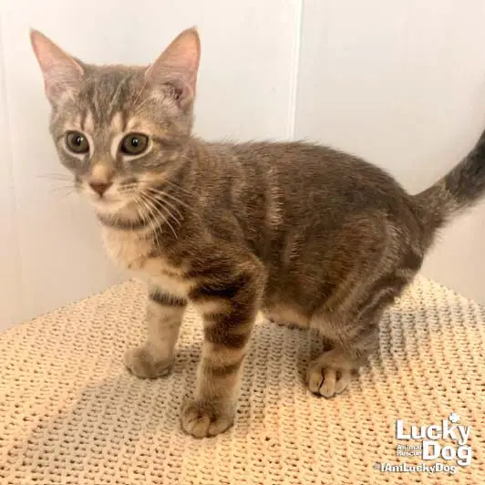 Floyd - Domestic Short Hair