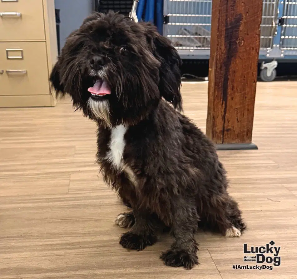 Bear - Shih Tzu