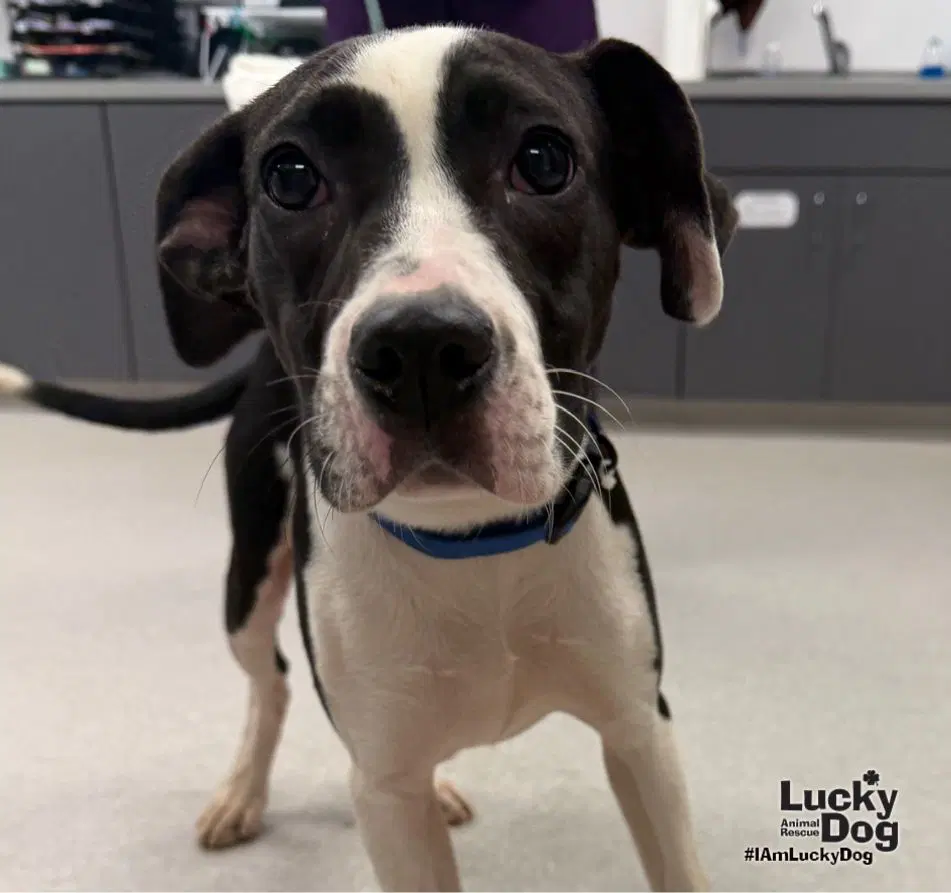 Dakota - Lab