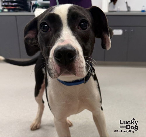 Dakota, a dog for adoption from Lucky Dog Animal Rescue