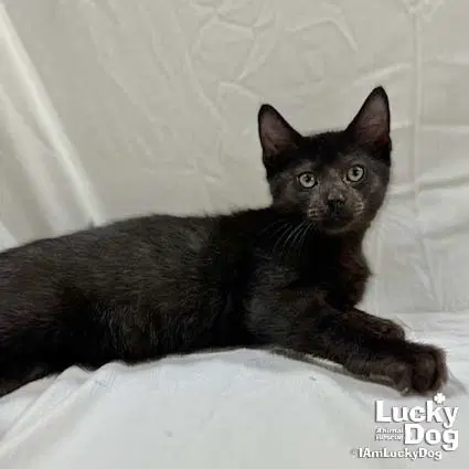 Donnie - Domestic Short Hair