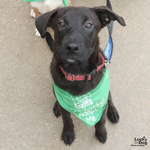 Dina, a dog for adoption from Lucky Dog Animal Rescue