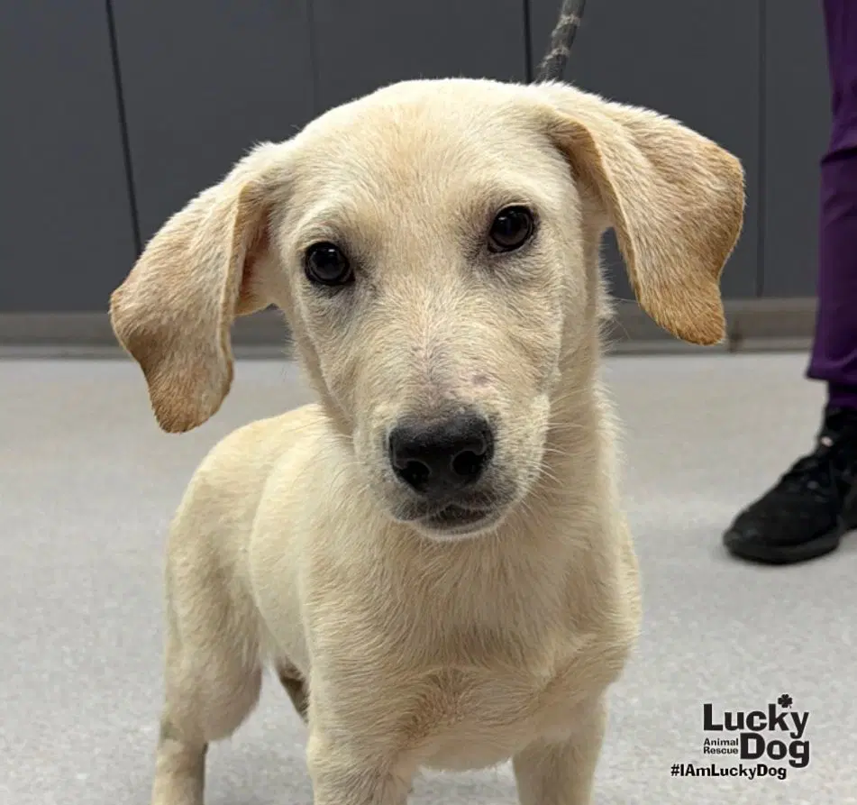 Diesel - Lab