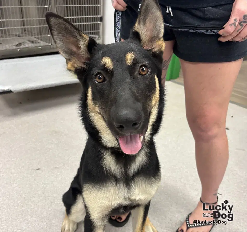 Eazy - German Shepherd Dog