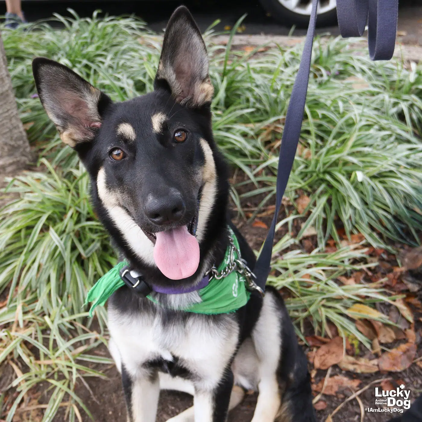 Eazy - German Shepherd Dog