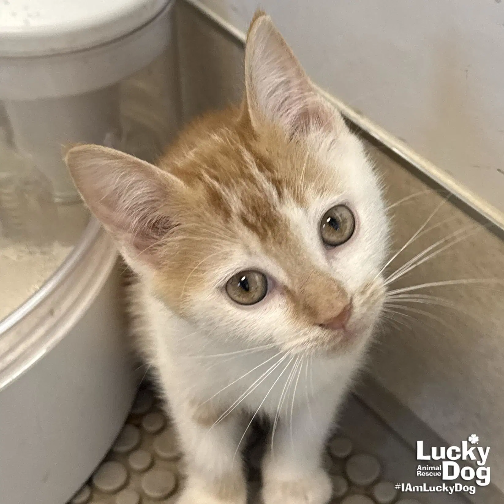 Tilly - Domestic Short Hair