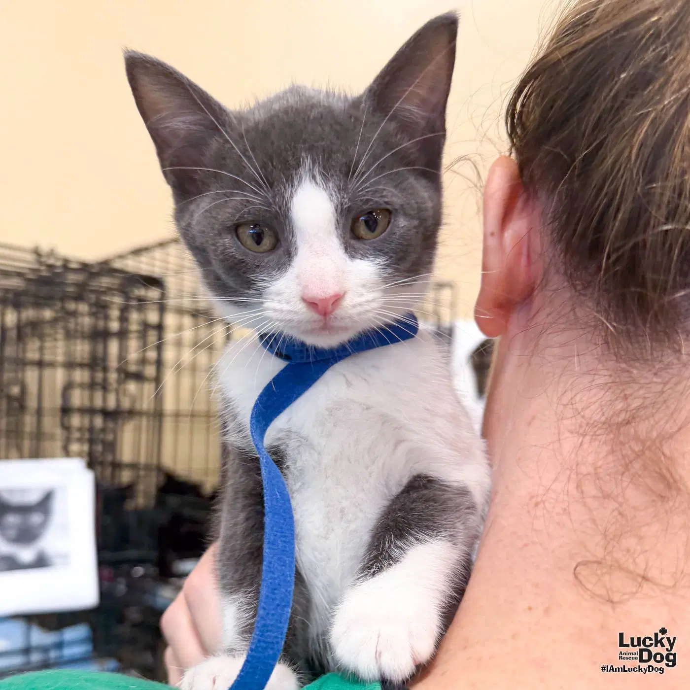 Taz - Domestic Short Hair