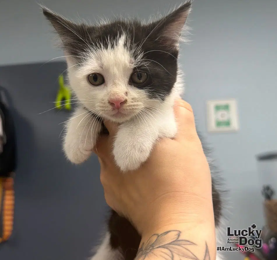 Tux - Domestic Short Hair