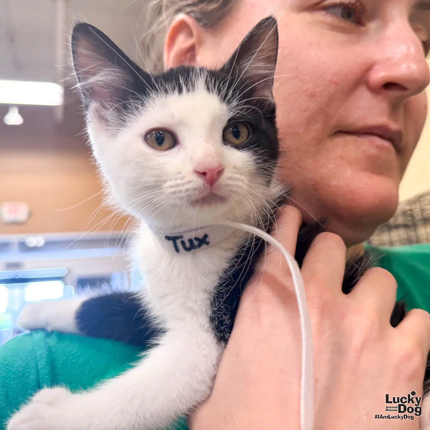 Tux - Domestic Short Hair