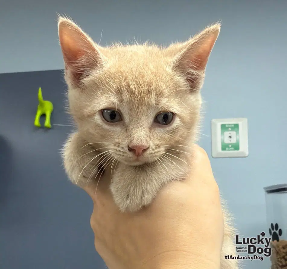 Toulouse - Domestic Short Hair