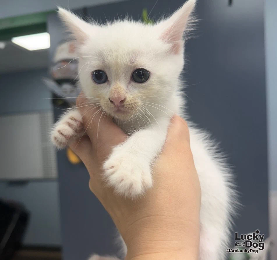 Elsa