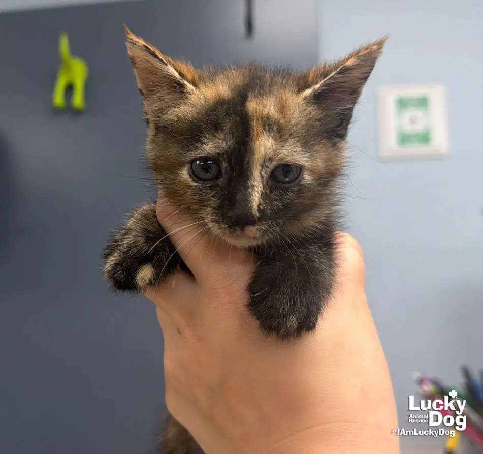 Eden - Domestic Short Hair