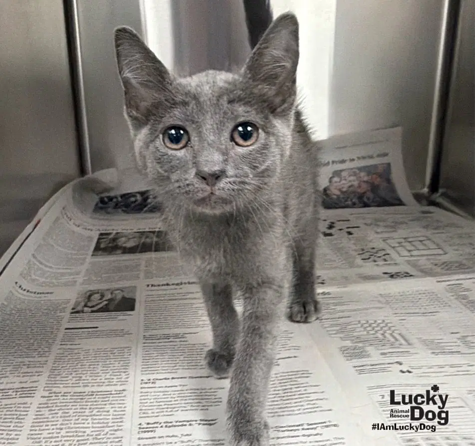 Grover - Domestic Short Hair