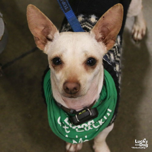 Ringo, a dog for adoption from Lucky Dog Animal Rescue