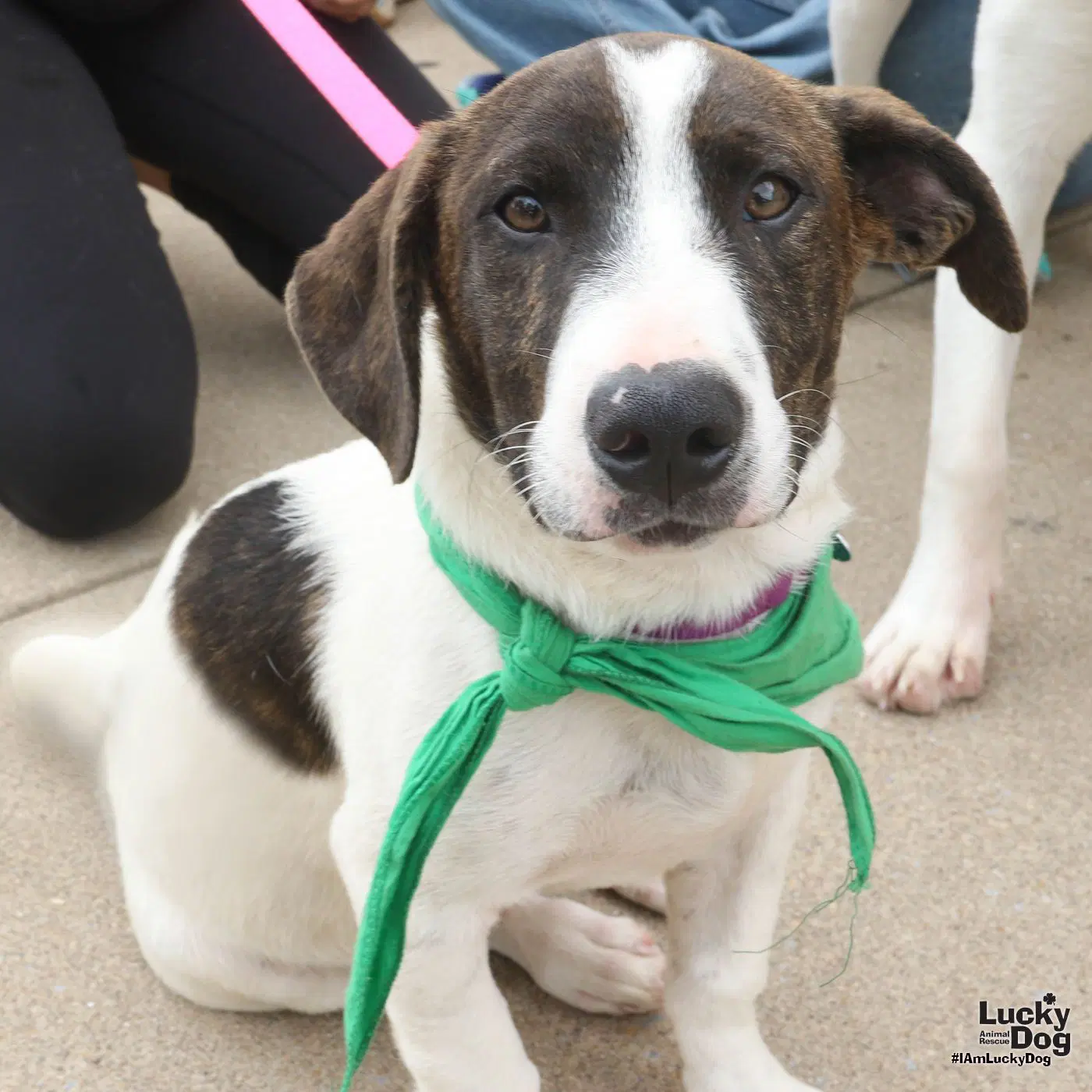 Oliver - Pointer